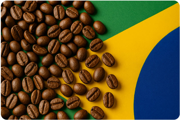 Best Brazil Decaf Coffee Beans